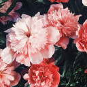 สมาชิกหมายเลข 4905354