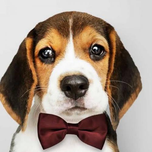 สมาชิกหมายเลข 6243439