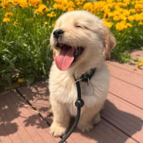 สมาชิกหมายเลข 918758