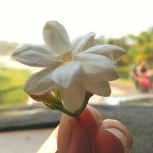 สมาชิกหมายเลข 4564239