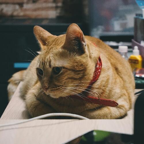 สมาชิกหมายเลข 4118509