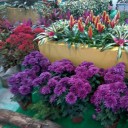 สมาชิกหมายเลข 3683544