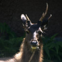 ไทยเดิ้ง