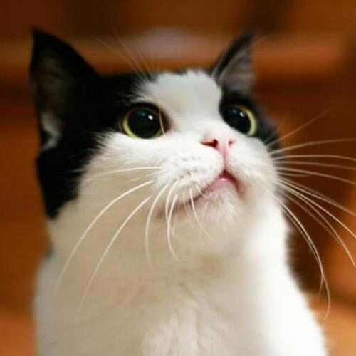 สมาชิกหมายเลข 4887076