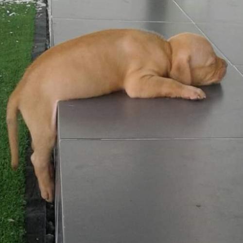 สมาชิกหมายเลข 4905159