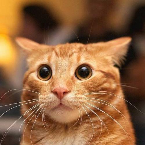 สมาชิกหมายเลข 5652210