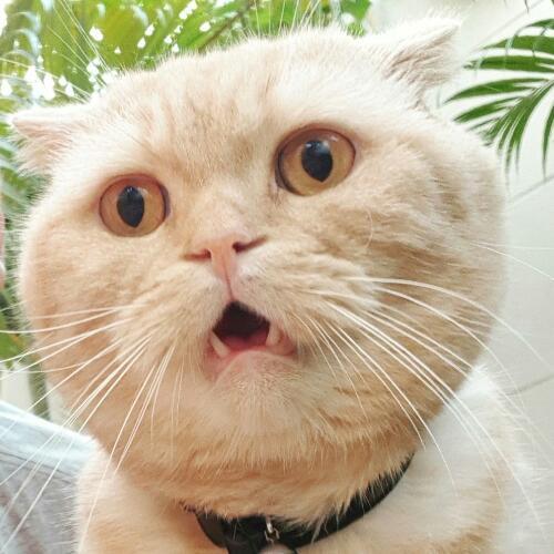 นิกิโระ