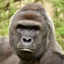 สมาชิกหมายเลข 4744997