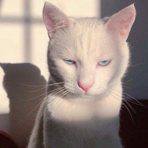 สมาชิกหมายเลข 4789288