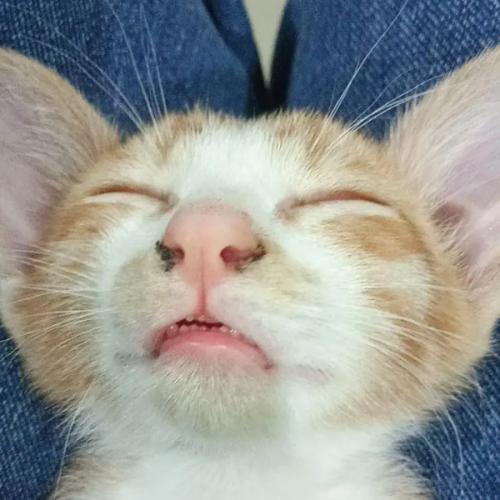 สมาชิกหมายเลข 4414654