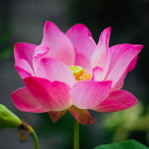 สมาชิกหมายเลข 7038262