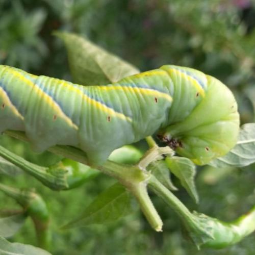 สมาชิกหมายเลข 6048438