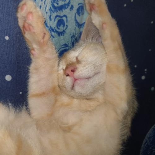 สมาชิกหมายเลข 8778859