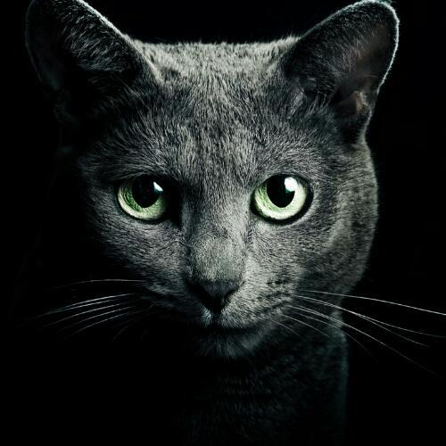 สมาชิกหมายเลข 4068410