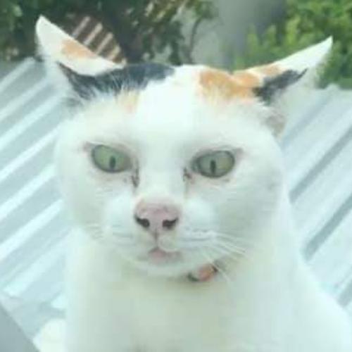 สมาชิกหมายเลข 1770224