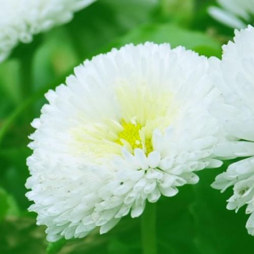 สมาชิกหมายเลข 4213238