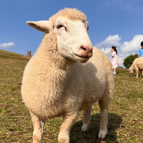 สมาชิกหมายเลข 4480767