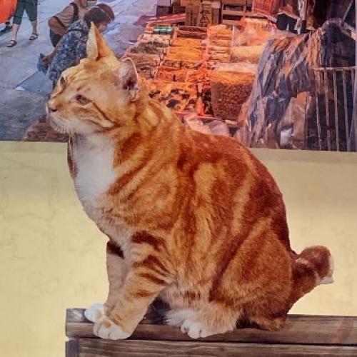 ลูกชายคนเล็กชอบกินหมูกรอบ