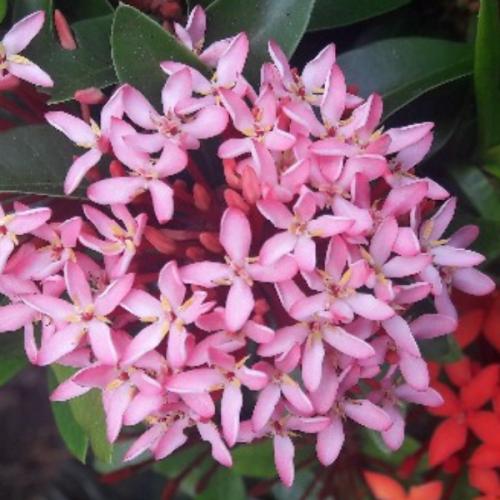 สมาชิกหมายเลข 4905385