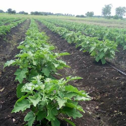 สมาชิกหมายเลข 4906972