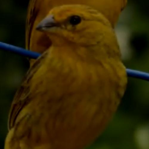 สมาชิกหมายเลข 6355298