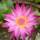 นัดชมสวน