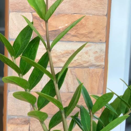 สมาชิกหมายเลข 2308699