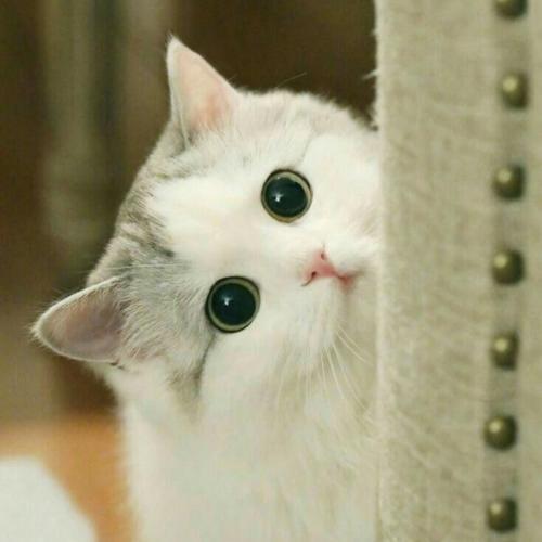 สมาชิกหมายเลข 6356497