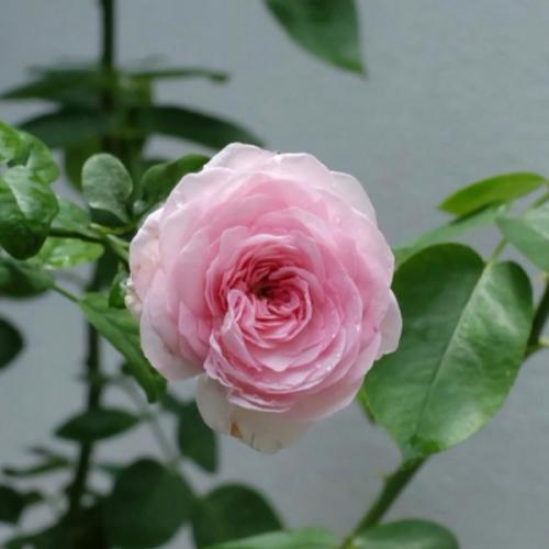 สมาชิกหมายเลข 7015348