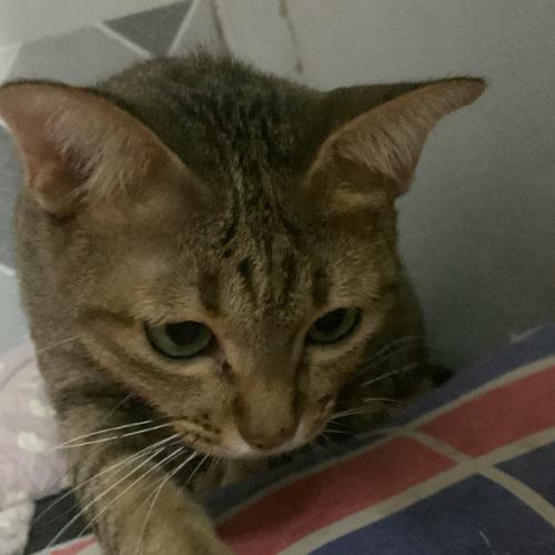 สมาชิกหมายเลข 7393591