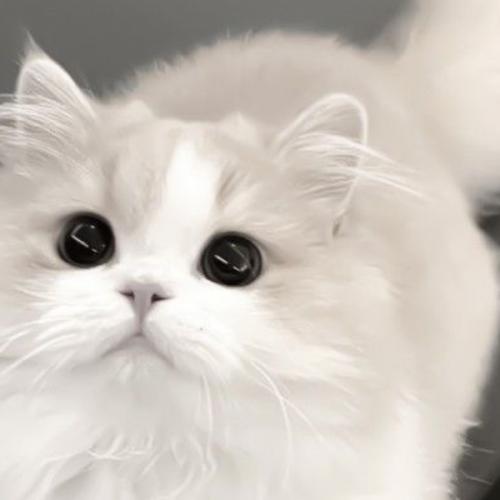 สมาชิกหมายเลข 8783771