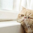 สมาชิกหมายเลข 1013444