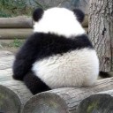 แพนด้าขาอวบ