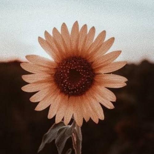 สมาชิกหมายเลข 4807649