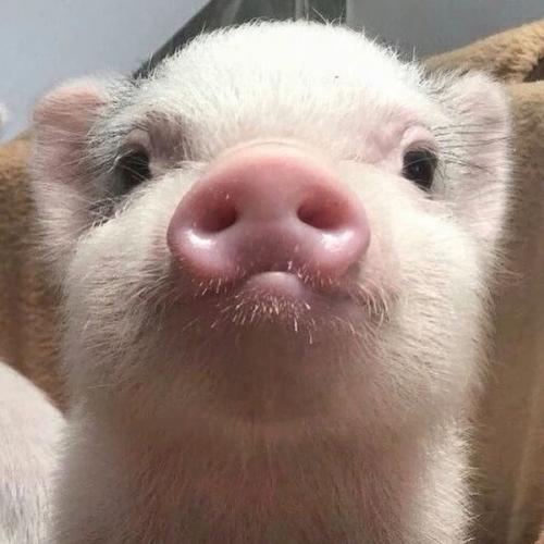 สมาชิกหมายเลข 6262154