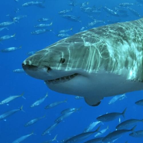 สมาชิกหมายเลข 5763960