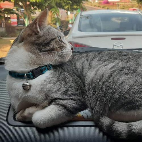 สมาชิกหมายเลข 6357620