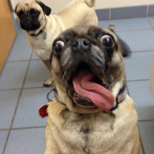 สมาชิกหมายเลข 4826205