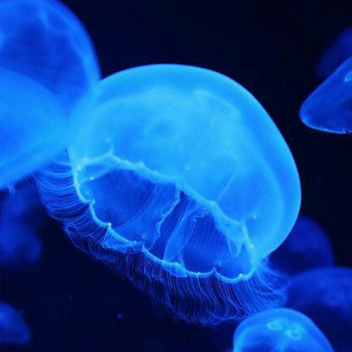 สมาชิกหมายเลข 4908580