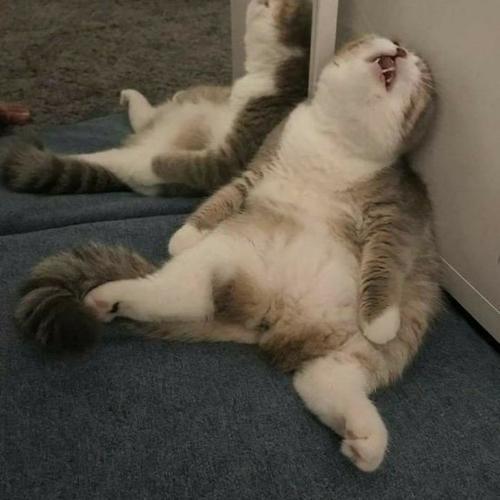 สมาชิกหมายเลข 5014761