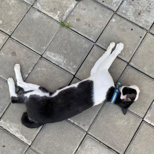 สมาชิกหมายเลข 6282099