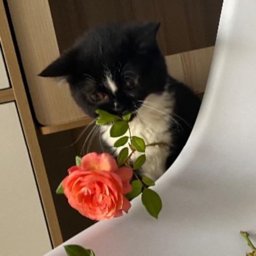 นกบินเคียงคู่กับสายลม