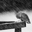 สมาชิกหมายเลข 3689238