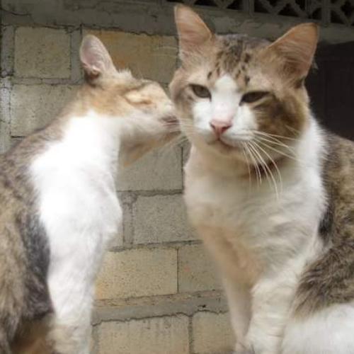 สมาชิกหมายเลข 4286641