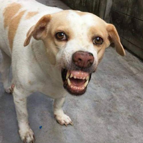 สมาชิกหมายเลข 4561270