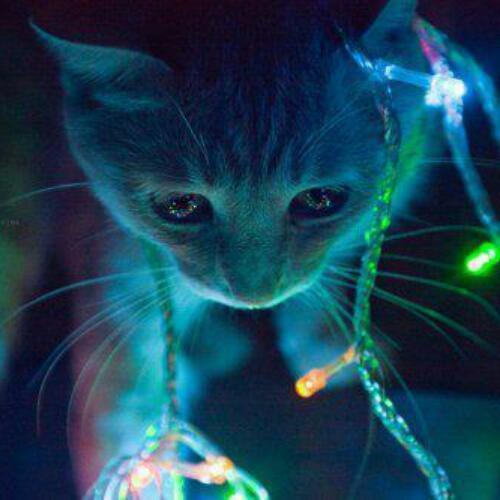 สมาชิกหมายเลข 4908906