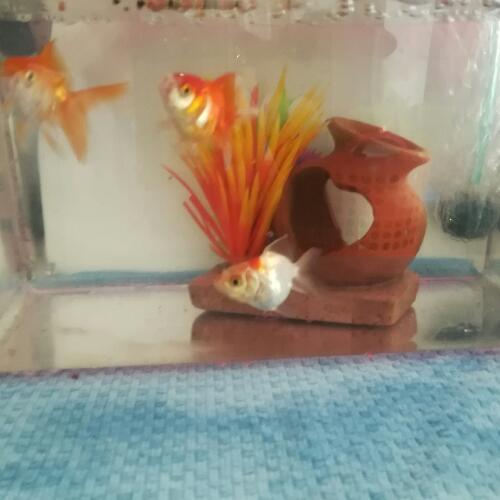 สมาชิกหมายเลข 4909088