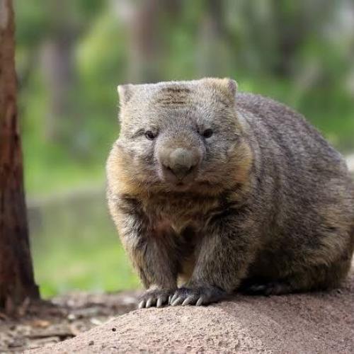 สมาชิกหมายเลข 2317696