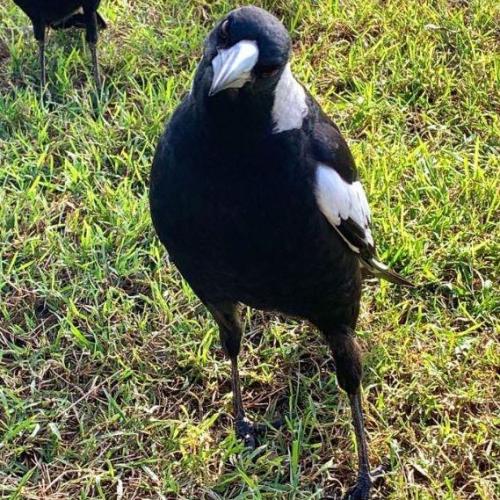 สมาชิกหมายเลข 1575552