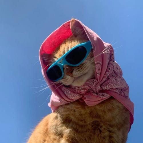 สมาชิกหมายเลข 8786290